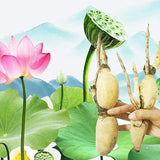 Semillas de raíz de loto, semillas de frutas comestibles, hermosas flores y raíces de loto para el jardín de su casa, semillas de vegetales orgánicos y saludables