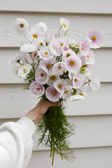 COSMOS CUPCAKE BLUSH FLOWER SEEDS