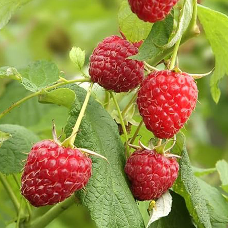 Red Raspberry Seeds for Planting