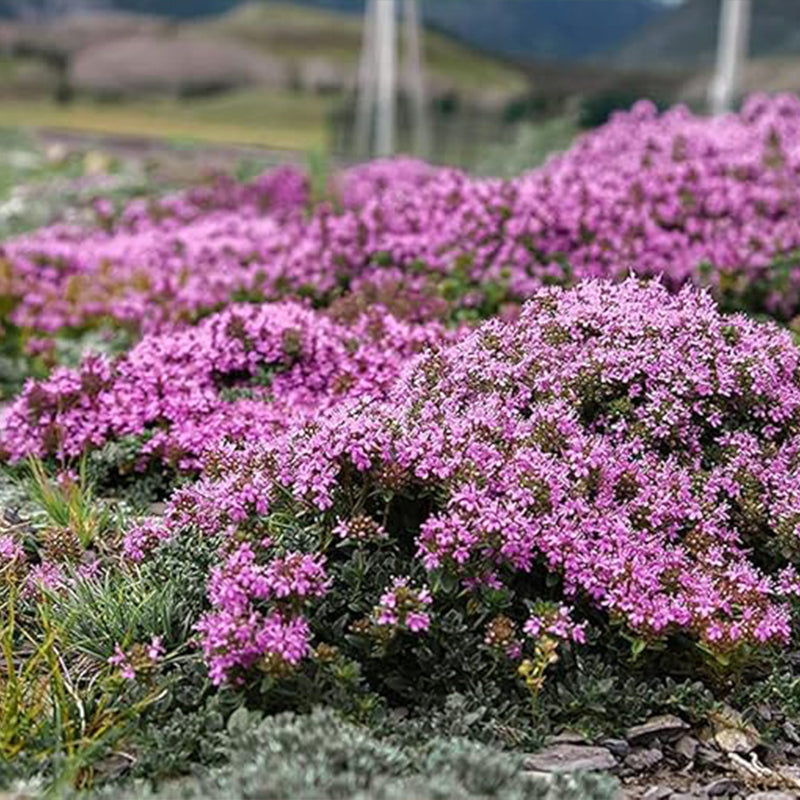 Mix Creeping Thyme Seeds for Planting Ground Cover Plants Easy to Plant and Grow