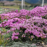 Mix Creeping Thyme Seeds for Planting Ground Cover Plants Easy to Plant and Grow