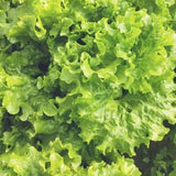 Lechuga Bergam's Green