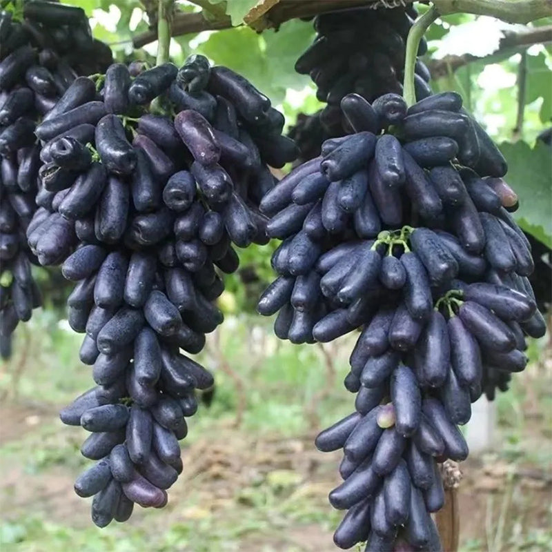 Semillas de uva zafiro sin semillas