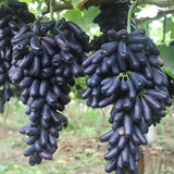 Semillas de uva zafiro sin semillas