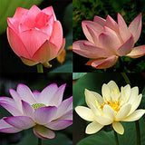Mixed Bonsai Lotus Seeds