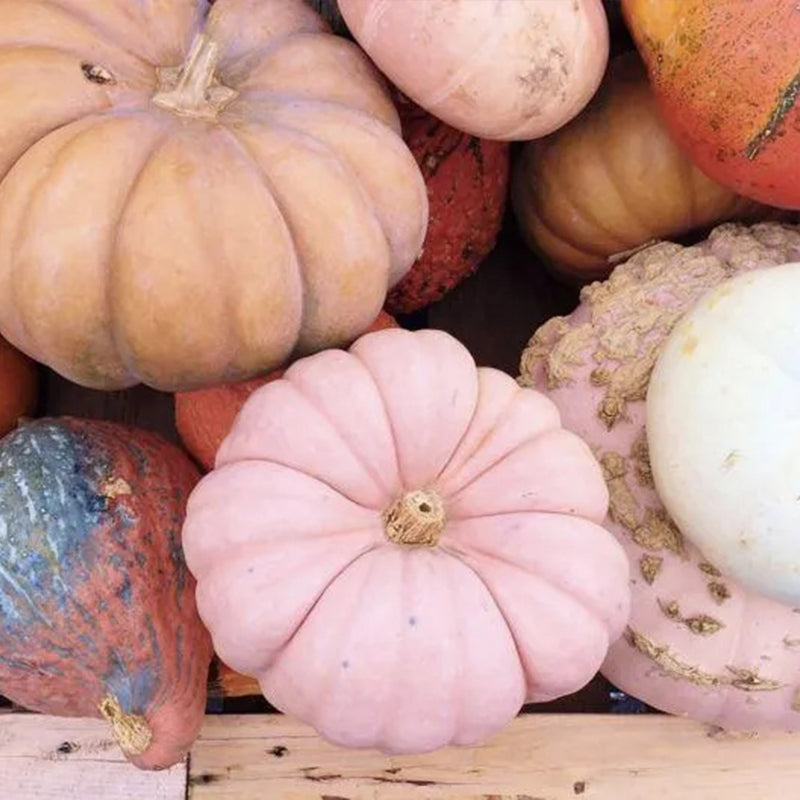 Semillas de calabaza rosadas