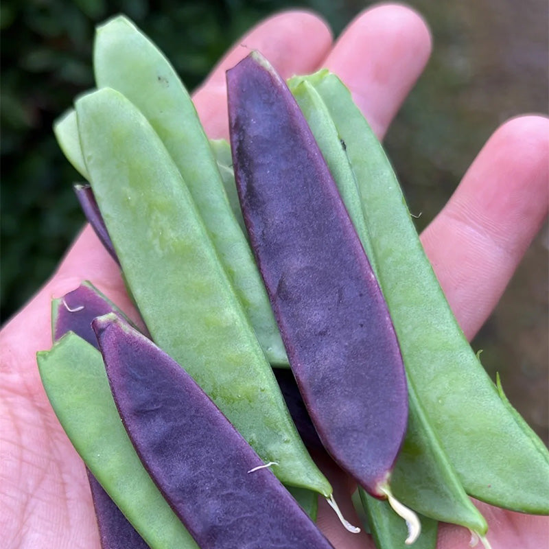 Royal Purple Snow Pea Seeds
