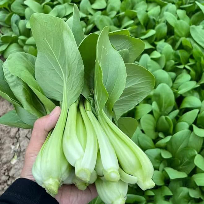 Semillas de Brassica Rapa Chinensis, semillas de Pakchoi, repollo blanco chino, semillas de hortalizas para plantar
