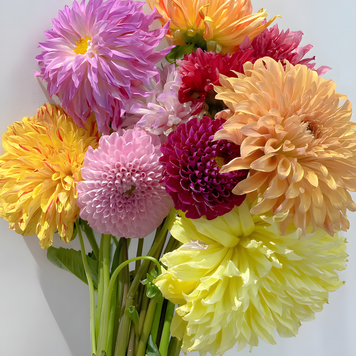 Dahlia Double Blend Rainbow Seeds