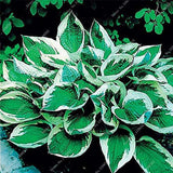 Mixed Hosta Seeds For Garden Plant