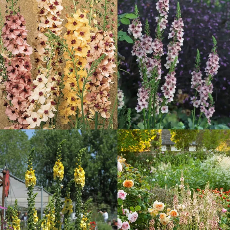 Delphinium Seeds Suitable for autumn & winter