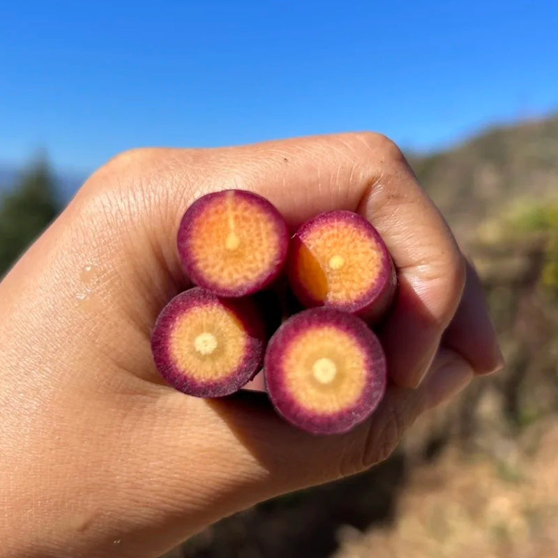 Purple Sun Carrot Seeds