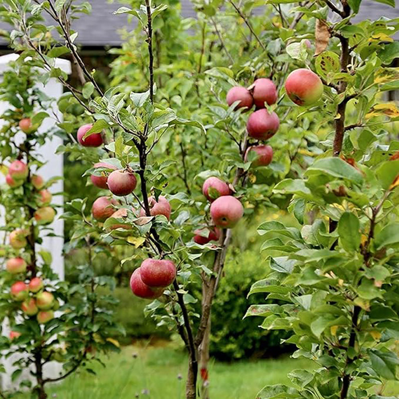 Semillas de manzano en miniatura Planta de fruta de manzana enana de alto rendimiento y floración perfecta para contenedores