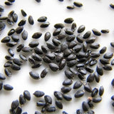 Semillas de fruta del dragón, Hylocereus triangularis: deliciosa fruta y fragantes flores que florecen de noche