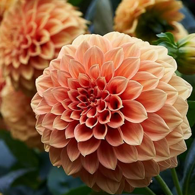 Semillas de pompón de bola de dalia, flores anuales hermosas para plantar