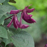 Perennial Green Dolichos Lablab Hyacinth Bean Vine & Flower Seed for Planting