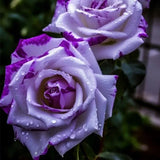 Rare Tricolor Rose 'Watercolor' Seeds