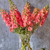 Delphinium, Red Lark