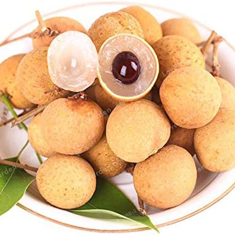 Semillas de fruta exótica rara de Longan enano Sri Chompoo, también conocido como Ojo de dragón