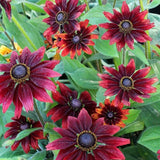 Cherry Red Black-Eyed Susan Seeds