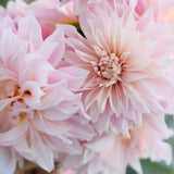 Premium Pinkish White Dahlia Seeds