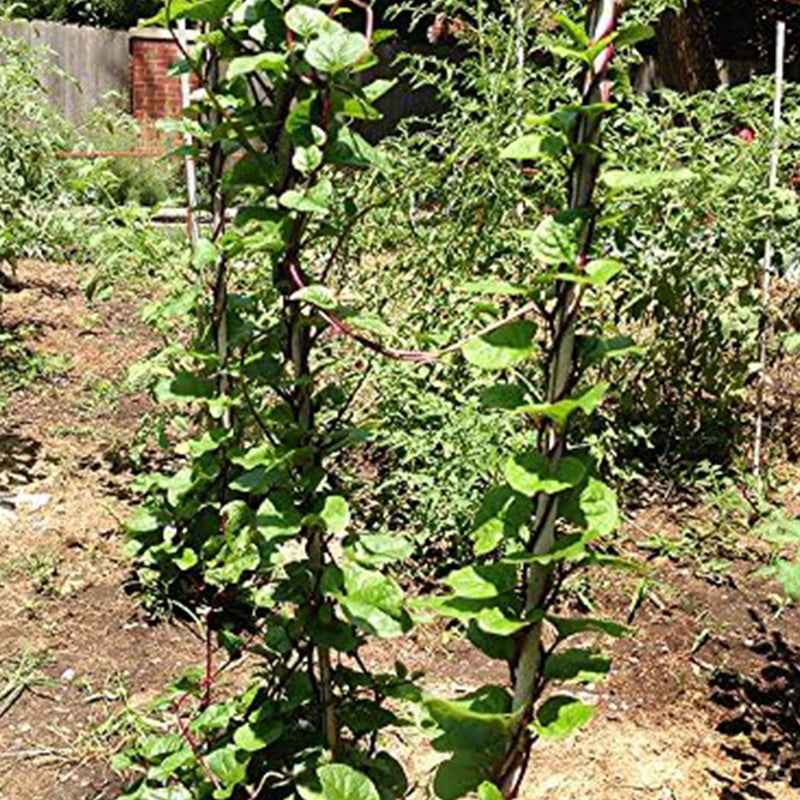 Semillas de espinaca de tallo rojo de Malabar
