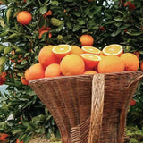 Red Tangerine Seeds-Sweet, Juicy, Abundant Harvests