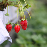 Semillas de fresa trepadora roja Planta de fruto perenne Jardín casero Dulce y delicioso