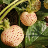 Rare Milk Strawberry Seeds