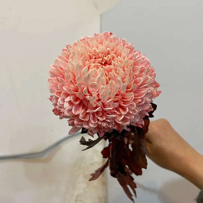 Semillas raras de crisantemo peonía rosa de porcelana azul y blanca