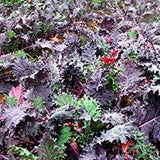 Semillas mixtas de col rizada. ¡Esta es una mezcla! Col rizada azul enana rizada, col rizada dinosaurio lacinato, col rizada siberiana enana, col rizada roja rusa