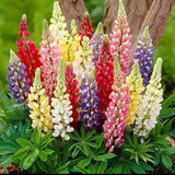 Mixed color Lupine Seeds
