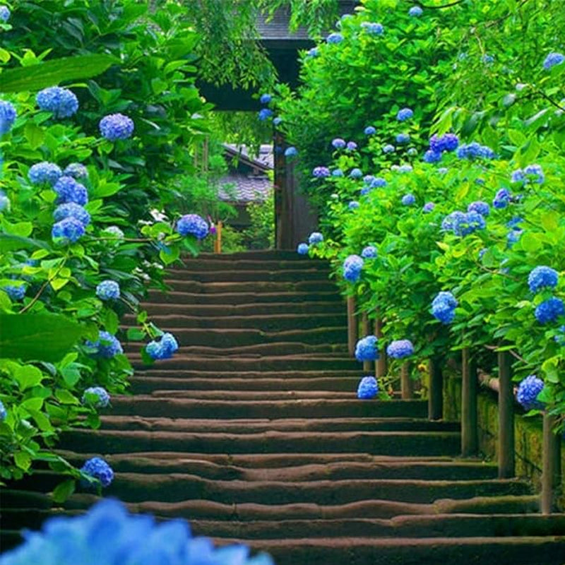 Semillas de hortensia macrophylla multicolor de colores variados para bonsái, flores y bodas