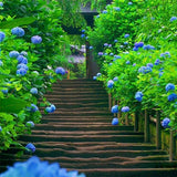 Semillas de hortensia macrophylla multicolor de colores variados para bonsái, flores y bodas