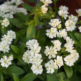 Green Phlox paniculata Seeds