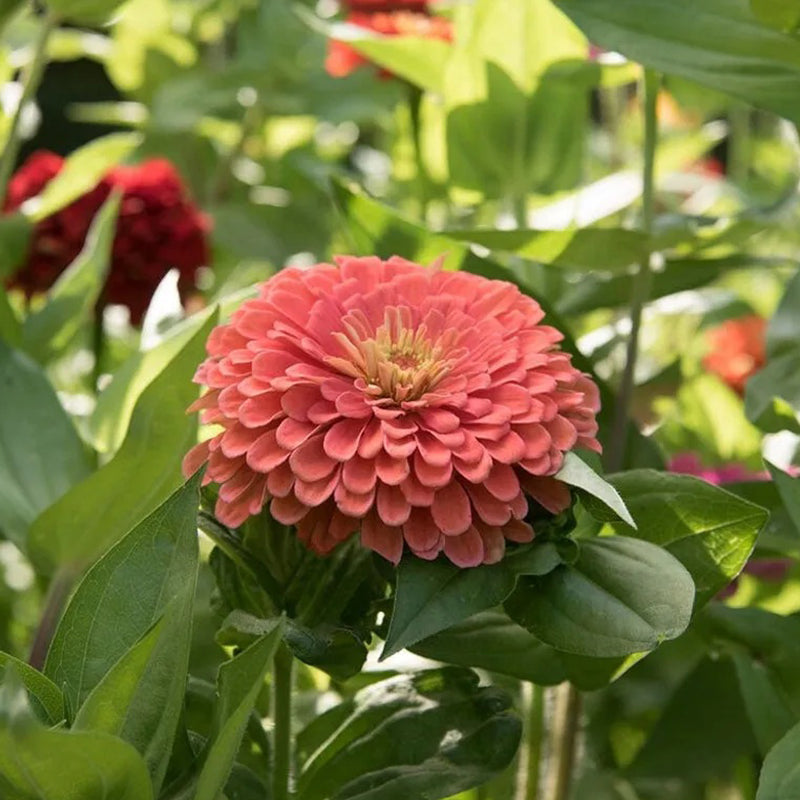 Giant Salmon Rose Zinnias Seeds