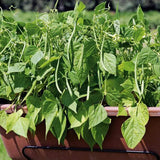 Container Bush Beans