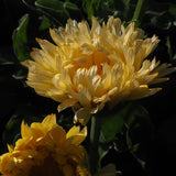 Sorbete de limón y caléndula