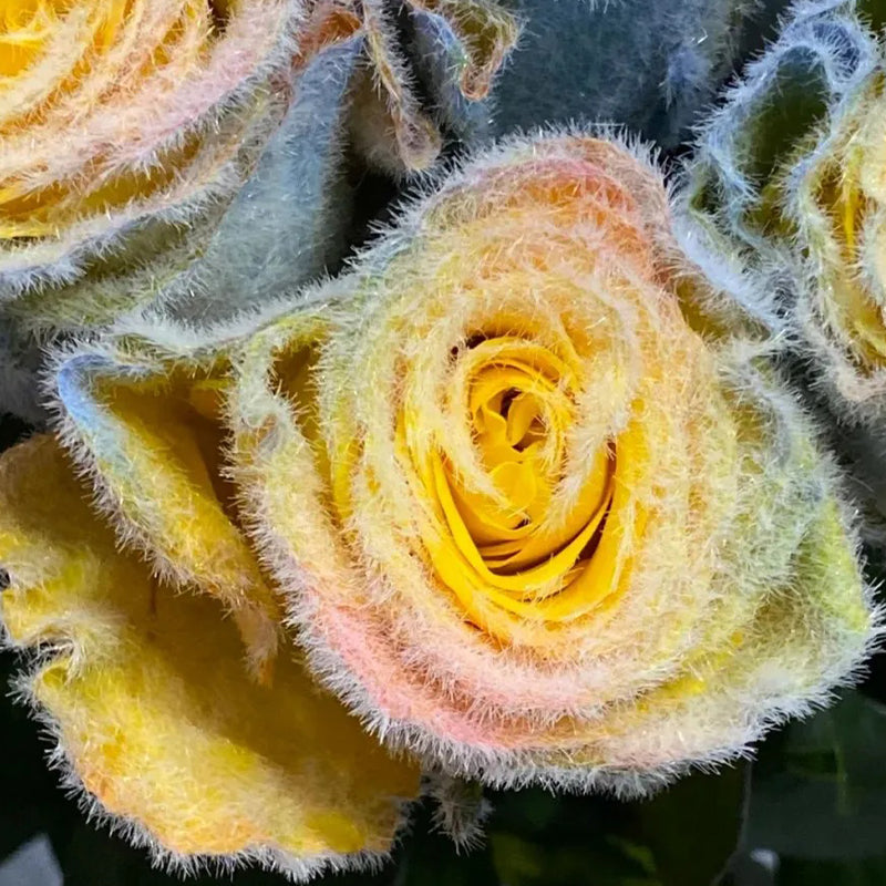 Semillas de rosa Rainbow Frost: ¡agregue un toque de magia helada a su jardín!