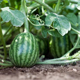 Semillas de sandía para plantar, semillas de frutas para plantar
