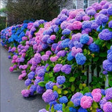 Blue Pink Purple Hydrangea Seeds Hardy Plant Seeds for Gardening Enthusiasts - Easy-to-Grow