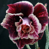 Adenium obesum Sugarism Seeds