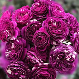 Joya con aroma a rosas