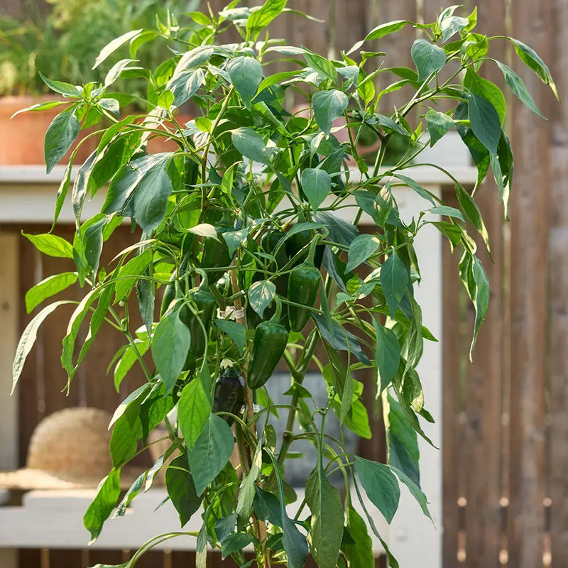 Pepper, Hot, Spice 'n Dice Hybrid