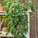 Pepper, Hot, Spice 'n Dice Hybrid