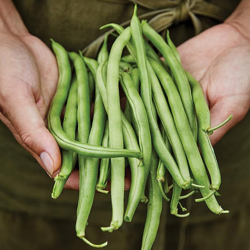 Blue Lake 274 Bush Bean Seeds