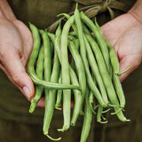 Blue Lake 274 Bush Bean Seeds