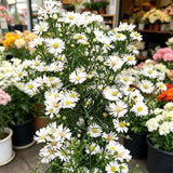 White Aster (Symphyotrichum) Seeds