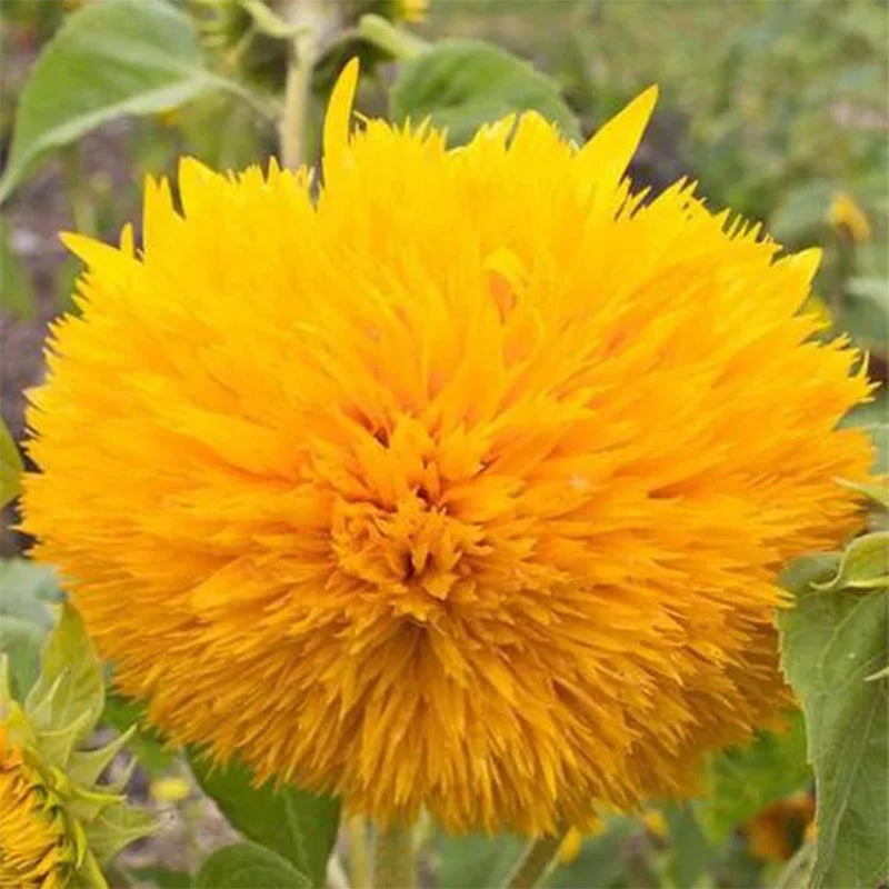 Osito de peluche girasol