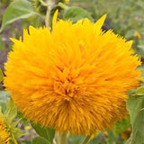 Osito de peluche girasol